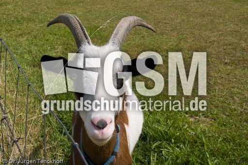 Ziege (10 von 17).jpg